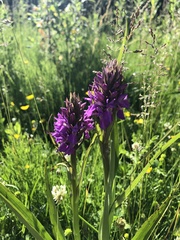 Dactylorhiza praetermissa