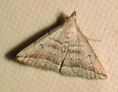 Lysimelia lenis