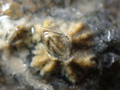 Austrominius modestus