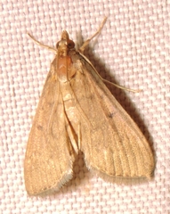 Protonoceras mitis