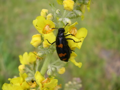 Hycleus polymorphus