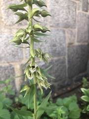 Epipactis helleborine