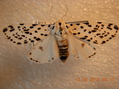 Hypercompe permaculata