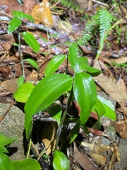 Aneilema acuminatum