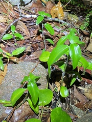 Aneilema acuminatum