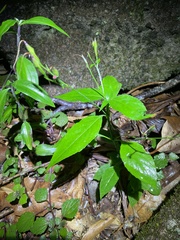 Aneilema acuminatum