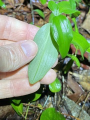 Aneilema acuminatum