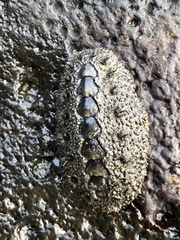 Acanthochitona defilippii