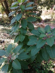 Phytolacca dioica