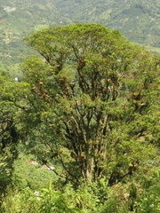 Sapium stylare