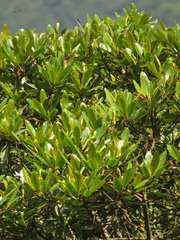 Sapium stylare