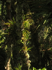 Maxillaria acuminata