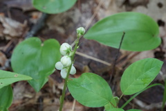 Pyrola elliptica