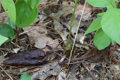 Pyrola elliptica