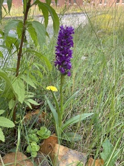 Dactylorhiza purpurella