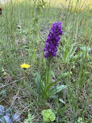 Dactylorhiza purpurella