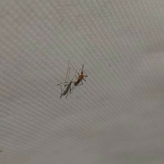 Coquillettidia xanthogaster