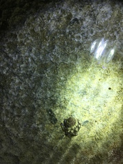 Clibanarius tricolor