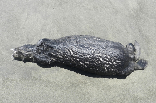 photo of Sea Otter (Enhydra lutris)