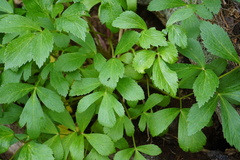 Ligusticum scothicum