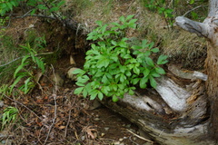 Ligusticum scothicum