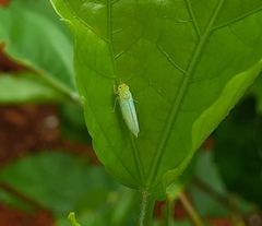 Cicadella