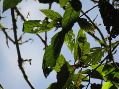 Nectandra acutifolia