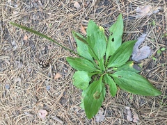 Plantago depressa