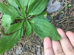 Plantago depressa