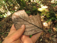 Beilschmiedia latifolia