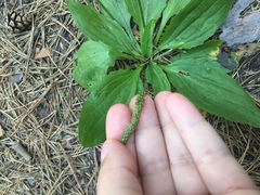 Plantago depressa