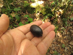 Beilschmiedia latifolia