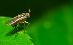 Dolichopus longicornis