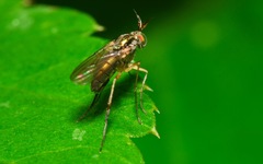 Dolichopus longicornis