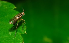 Dolichopus longicornis