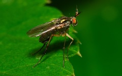 Dolichopus longicornis