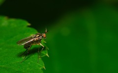 Dolichopus longicornis