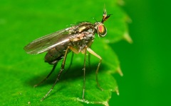 Dolichopus longicornis