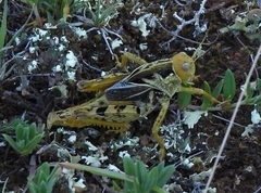 Prionotropis hystrix