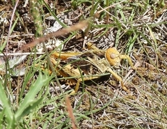 Prionotropis hystrix