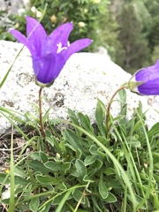Campanula tridentata