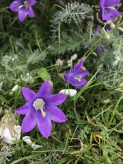 Campanula tridentata