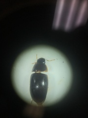 Cymbiodyta bifidus