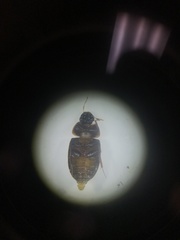 Cymbiodyta bifidus