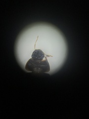 Cymbiodyta bifidus