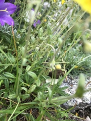 Campanula tridentata