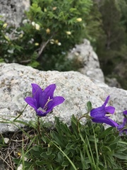 Campanula tridentata