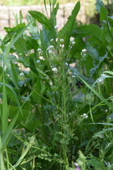 Cardamine parviflora