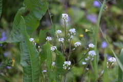 Cardamine parviflora