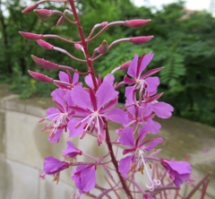 Chamaenerion angustifolium